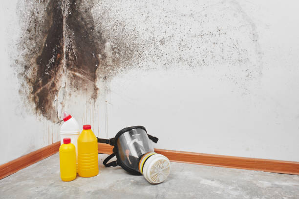 Best Affordable Mold Removal  in Osceola, AR