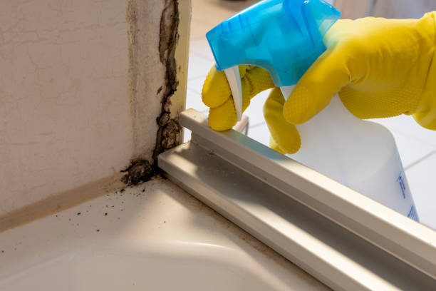Best Mold Inspection  in Osceola, AR