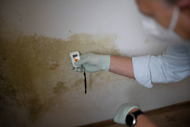 Best Black Mold Removal  in Osceola, AR