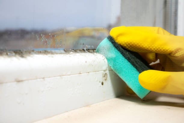 Crawl Space Mold Removal in Osceola, AR