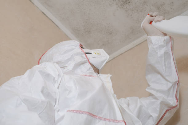 Best Home Mold Removal  in Osceola, AR