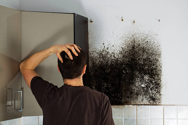 Best Mold Testing  in Osceola, AR