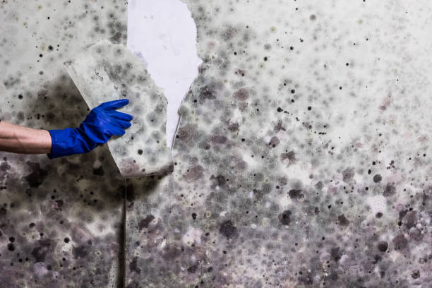 Best Mold Testing  in Osceola, AR