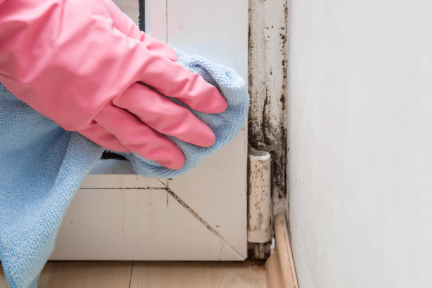 Best Emergency Mold Removal  in Osceola, AR