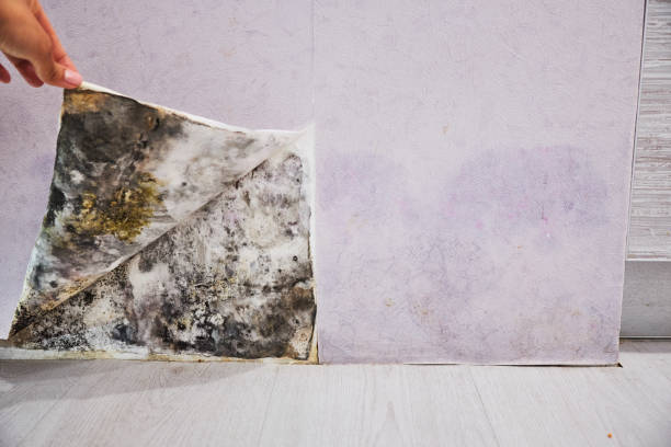 Best Fast Mold Removal  in Osceola, AR